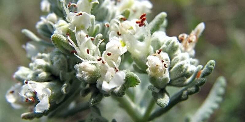 Dubrovnik to increase potency