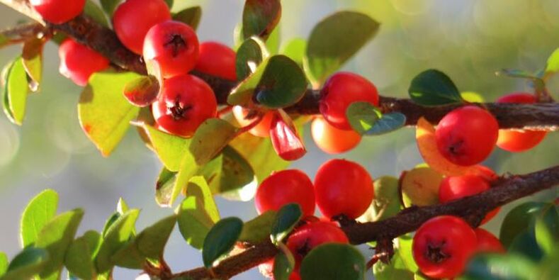 Hawthorn to increase potency